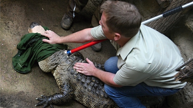 Chovatelé vypoutjí aligátora amerického ve zlínské zoo.