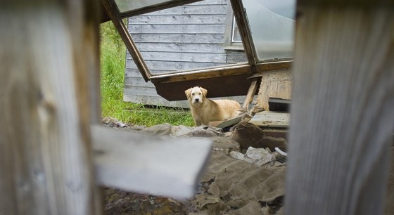 Toulaví psi jsou pro Ukrajinu hrozbou. Ilustrační snímek.