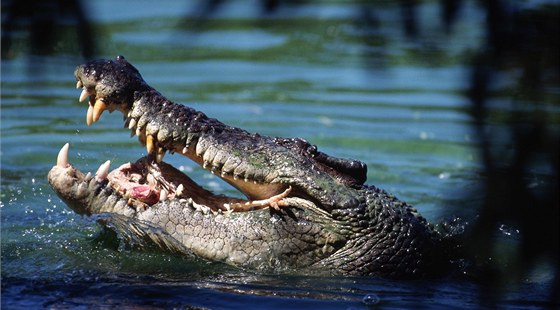 Krokodýl moský ron zabije v Austrálii a dva lidi.