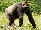 Jediná gorila nigerijská v lidské péi je Nyango. ije v záchranné stanici v