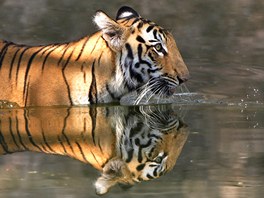 Tygr bengálský v zoologické zahrad v indickém Hajdarábádu si dopává chladivou...