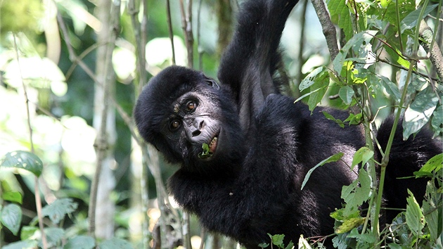Mládě gorily horské z Národního parku Bwindi v Ugandě