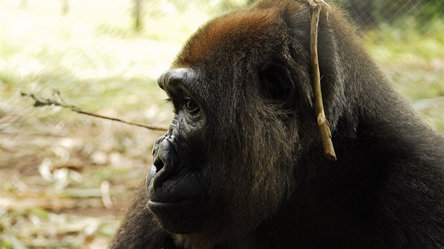 Jediná gorila nigerijská v lidské péči je Nyango. Žije v záchranné stanici v