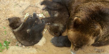 Kamatka vyla poprvé od lednového porodu se svými potomky Kubou a Tobym do