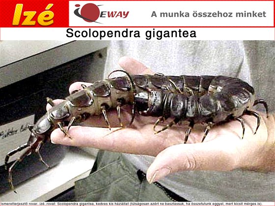 Stonoha obrovská (Scolopendra gigantea) dorstá a ticeti centimetr délky. Je