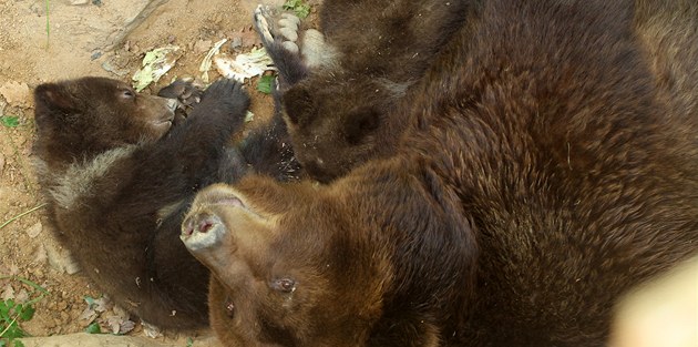 Brněnská zoo přišla o medvědici Kamčatku, její stav se dlouhodobě zhoršoval
