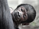 Jako všechna gorilí mláďata, měl i Tatu v prvních týdnech života narůžovělý