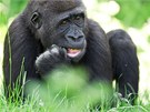 Gorilí samec Tatu slaví páté narozeniny.