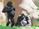 Gorilí samec Tatu slaví páté narozeniny.