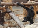 Gorilí sameek Tatu oslaví páté narozeniny 