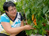 Úspěšná pěstitelka se silnými a kompaktními rostlinami paprik, jaké se jí