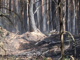 Lesn por u Bzence na Hodonnsku. Plameny zashly a 200 hektar borovic. 