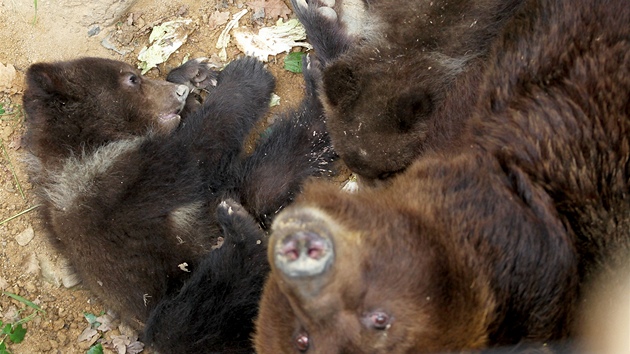 Kamatka vyla poprv od lednovho porodu se svmi potomky Kubou a Tobym do vbhu v brnnsk zoo.