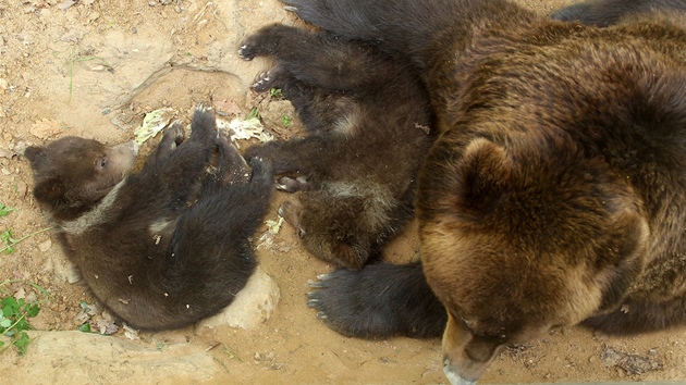 Kamatka vyla poprv od lednovho porodu se svmi potomky Kubou a Tobym do vbhu v brnnsk zoo.