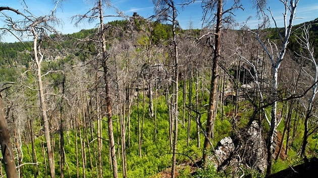 Na snímku jsou poád vidt poárem zniené stromy. Podrost je ale u zelený,