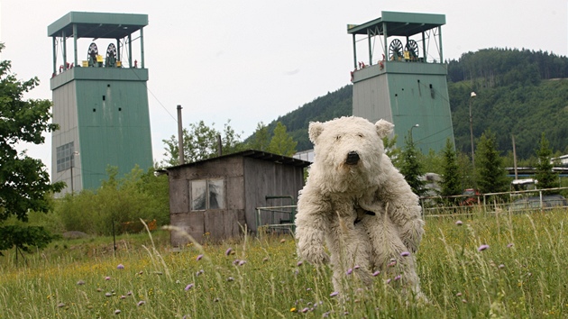 V kampani za záchranu Arktidy pomáhá aktivistm Greenpeace i pevlek ledního