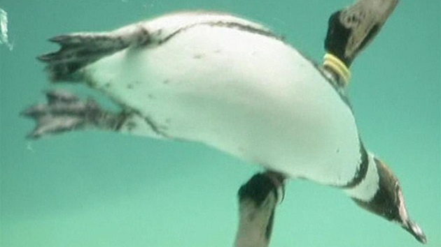 Uprchlý tučňák z tokijského mořského parku byl dopaden