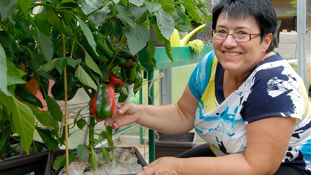 Úspná pstitelka se silnými a kompaktními rostlinami paprik, jaké se jí