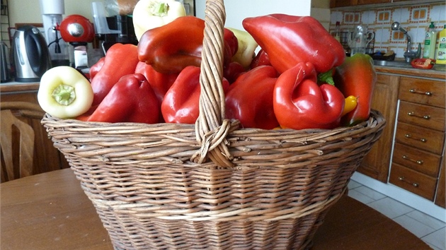 Část loňské úrody paní Merlíčkové se samozavlažovacích nádob. A to papriky přihnojuje jen rohovinou, zhruba dvakrát během sezony.
