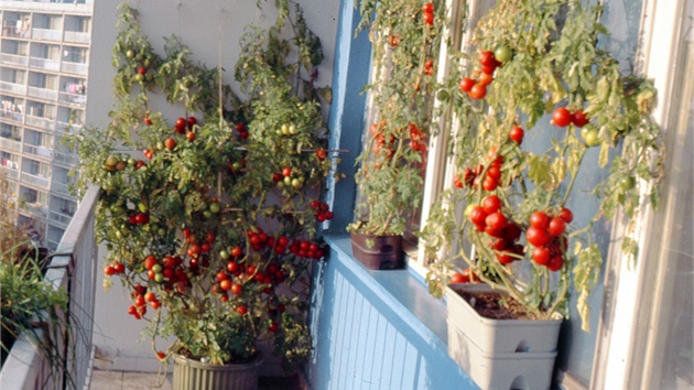 Takto se dají pěstovat v samozavlažovacích truhlících rajčata, pokud máte u panelákového bytu lodžii. Další rady k pěstování v těchto nádobách najdete v knížce Pěstování květin, orchidejí, hub a zeleniny v samozavlažovacích truhlících autora Tomáše Syrovátky, který má na vynález systému závlahy pomocí skelných knotů patent udělený roku 1982.