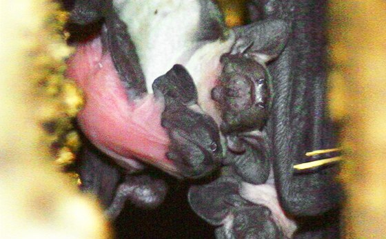 Mláďata netopýra v kolonii Teplá