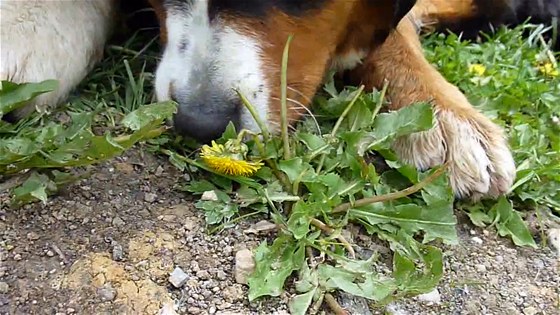 Tento bernský salanický pes miluje pampeliky, sbírá je po celé zahrad.