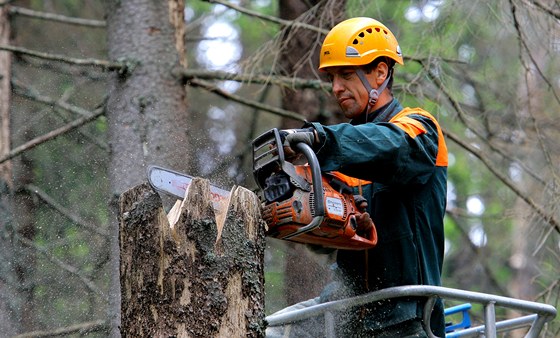 Dřevorubci v Národním parku Šumava kácí nebezpečné souše za pomoci plošiny a na