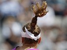 COP. Fotografa zaujaly dlouhé vlasy eské tenistky Petry Kvitové svázané do