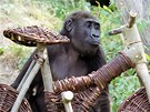 Gorilí sameek Tatu s dárkem ke svým pátým narozeninám. 