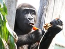 Gorilí sameek Tatu pi oslav svých pátých narozenin v Zoo Praha (26. kvtna