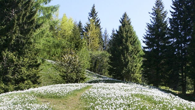 Bílé louky narcisů v okolí hory Golica