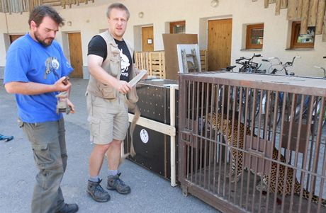 Levhartice Kirinda si z jihlavsk ZOO zaletla pro enicha do Singapuru. Zpt