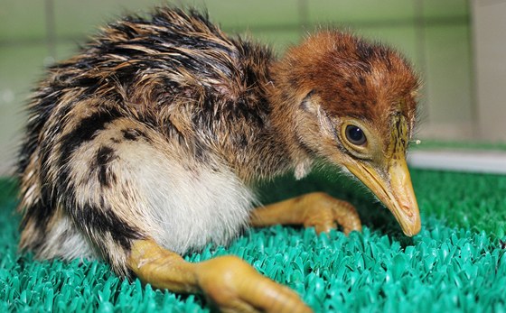 Pražská zoo má unikátní mládě kasuára. Vejce naklubali ošetřovatelé -  iDNES.cz