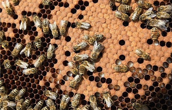 Veterinární správa Velpu pozastavila 115 tun vyrobeného medu a dalích 163 tun surovin pro výrobu medu. Pod dozorem veteriná bylo v jedné ze spaloven v Moravskoslezském kraji zlikvidováno prvních 16,2 tun medu. 