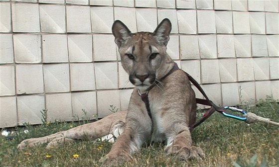Puma