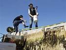 Molo, které se utrhlo z japonského pístavu pi loském zemtesení, piplulo