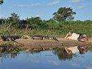 Odpoinek pi práci v brazilském Pantanalu