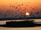 Jezero Tisa je domovem pro 200 druh pták, 50 druh ryb a 200 druh váek.