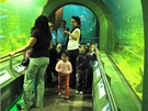 V ekoncetru v maarském mst Poroszló je vbec nejvtí sladkovodní akvárium v...