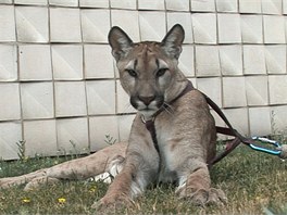 Puma