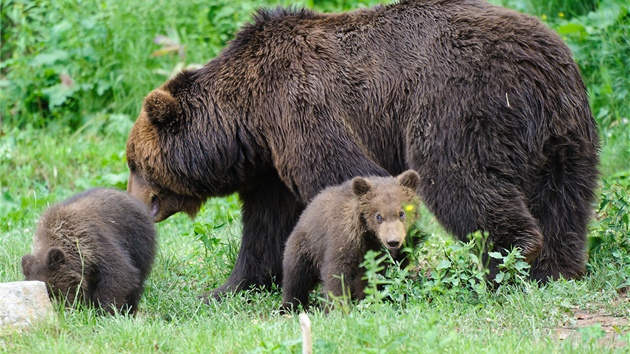 Medvíata Toby a Kuba z brnnské zoologické zahrady.