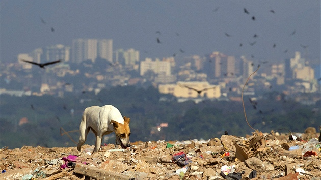 Nejvt brazilsk skldka Zahrada Gramacho na pedmst Rio de Janeira