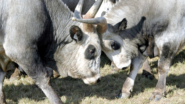 Býci edého skotu mohou váit a tunu. Krávy jsou o polovinu lehí.