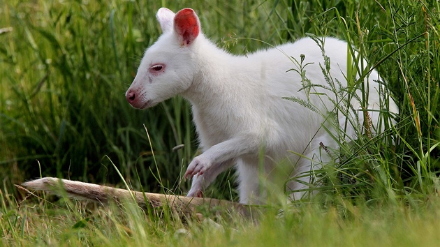 erstvm prstkem v ZOO Vtrovy u Tbora je dvoulet albn klokana rudokrkho bennettova, dali mu jmno Skippy.