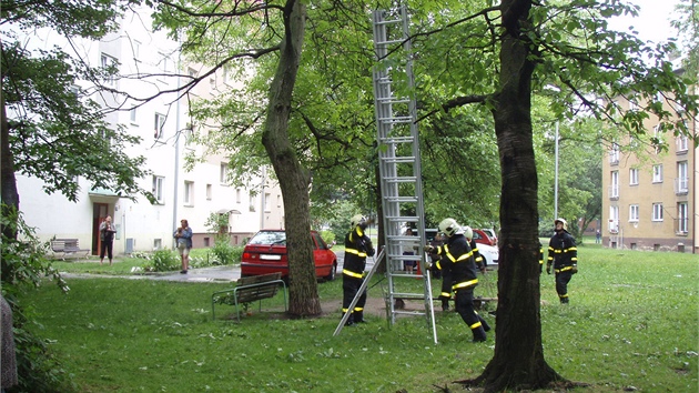 Hasii museli chlapce, který se nemohl dostat dol ze stromu, zachraovat