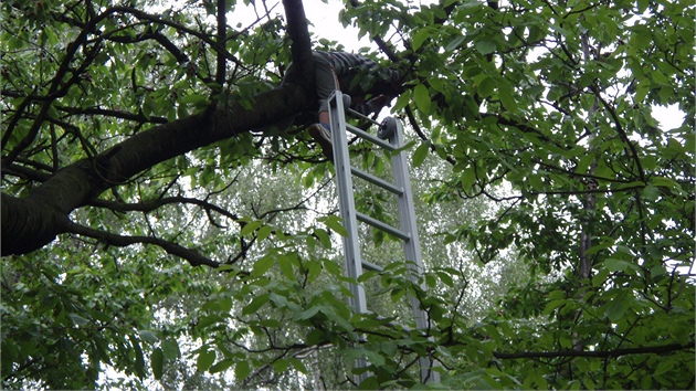 Hasii museli chlapce, kter se nemohl dostat dol z vtve v korun stromu ve vce zhruba osmi metr, zachraovat pomoc nastavovacho ebku.