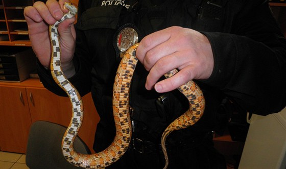 Žena našla doma při úklidu hada. O něco později se o něj přihlásil majitel. 