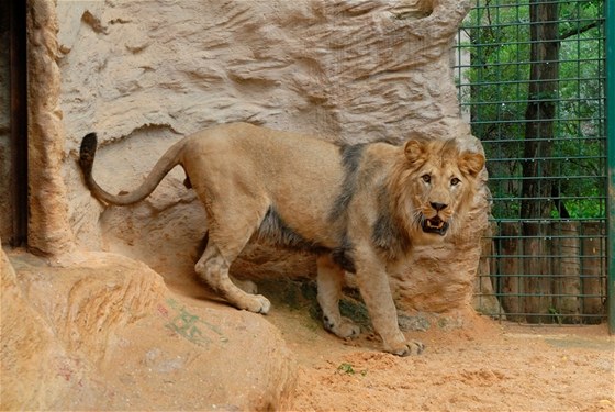 Lev berberský budí respekt, i když se jmenuje Matýsek a nejsou mu ani dva roky.