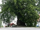 Jiická lípa je nominovaná v celostátní anket na Strom roku 2012.