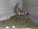 Kachna sedící v kachníku na vejcích potebuje klid. 